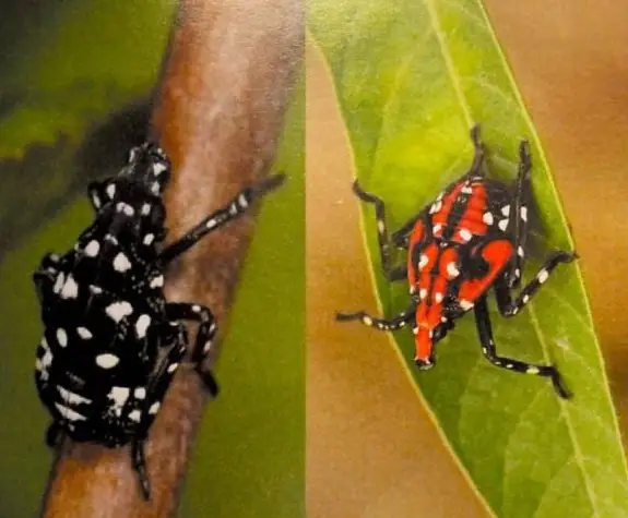 Nymph Stage