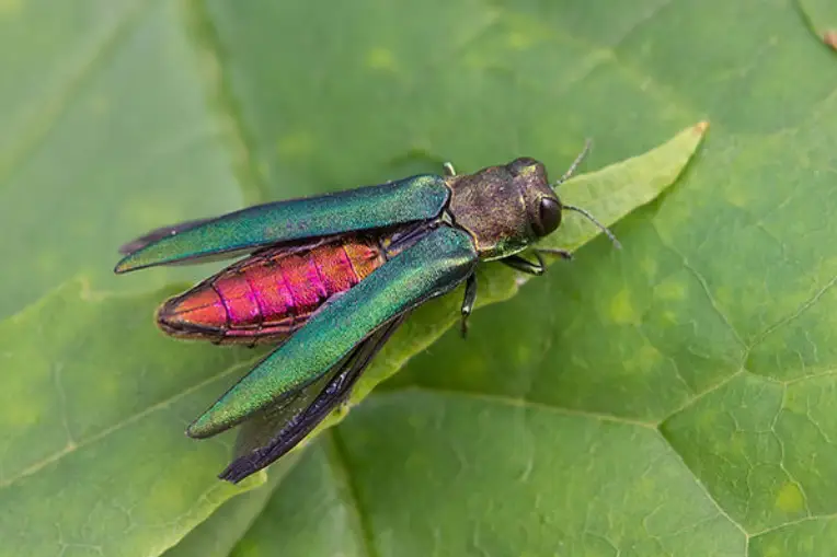 Tree care from insects