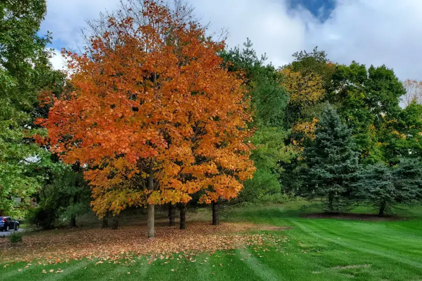 Tree services