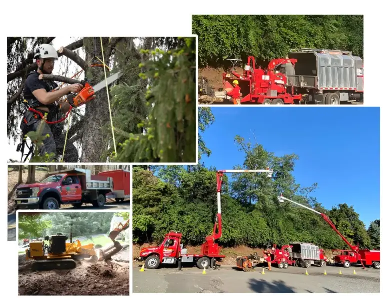 Tree services in New Jersey by experts