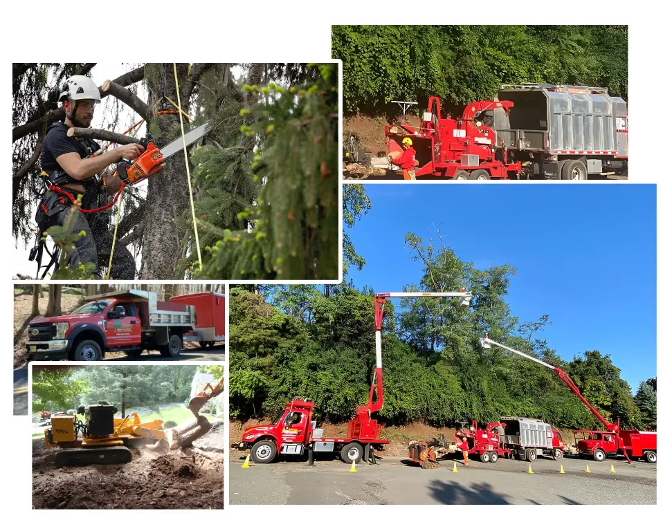 Tree services in New Jersey by experts