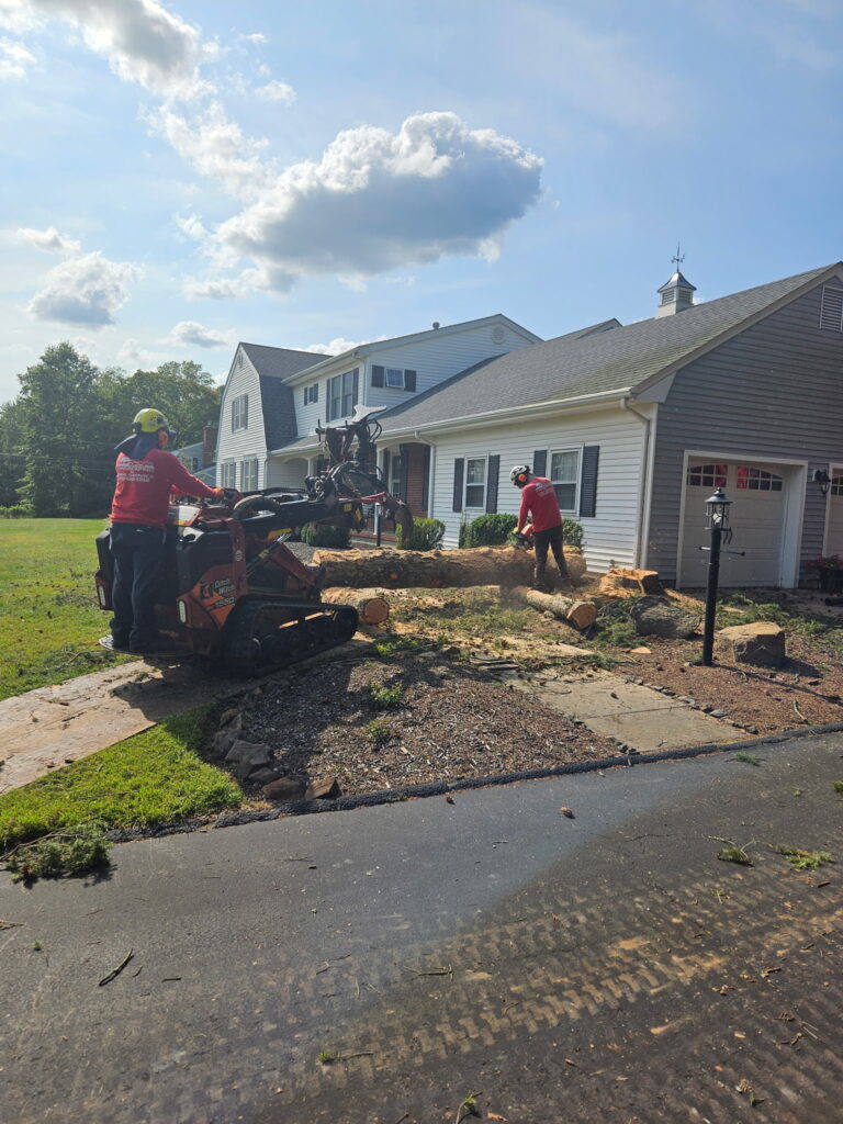 Safe and Efficient Tree Removal in Warren Township, NJ - Sage Landscaping & Tree Experts