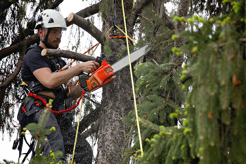 Should Trees Be Trimmed In The Fall? New Jersey Tree Expert Weighs In