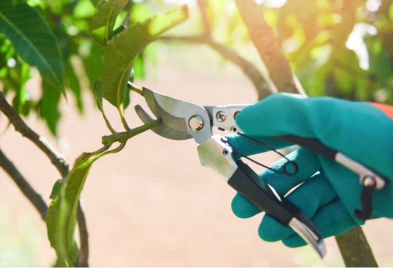 Seasonal Tree Pruning Guidelines For NJ & Tree Bleeding Explained