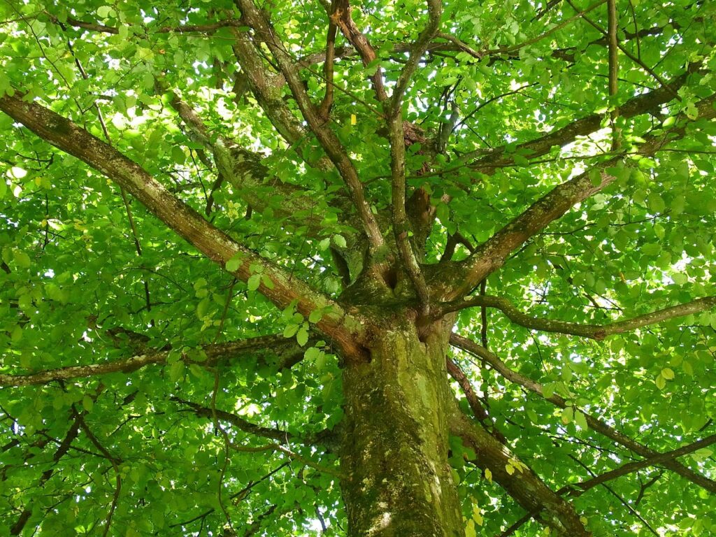 NJ Homeowners Spring Tree Check Tips & Essentials Now