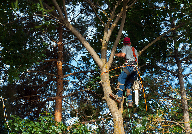 Storm Damage Tree Emergencies | Basking Ridge NJ Tree Care Reveals Response