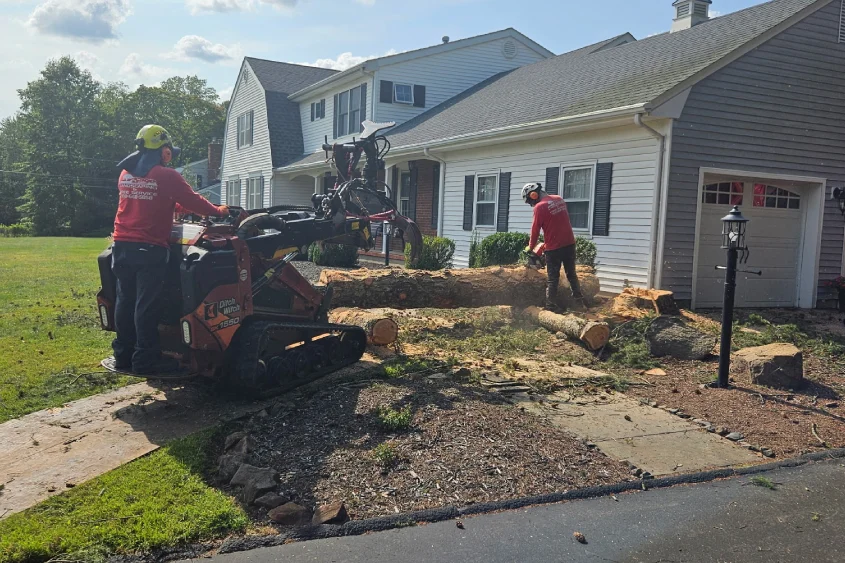Stump Removal Services