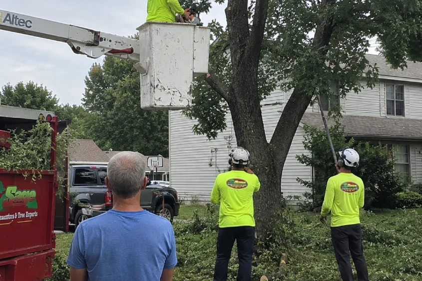 Tree-trimming-and-pruning