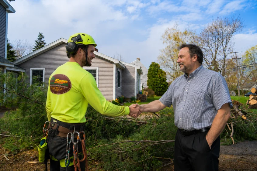 Tree service arborists