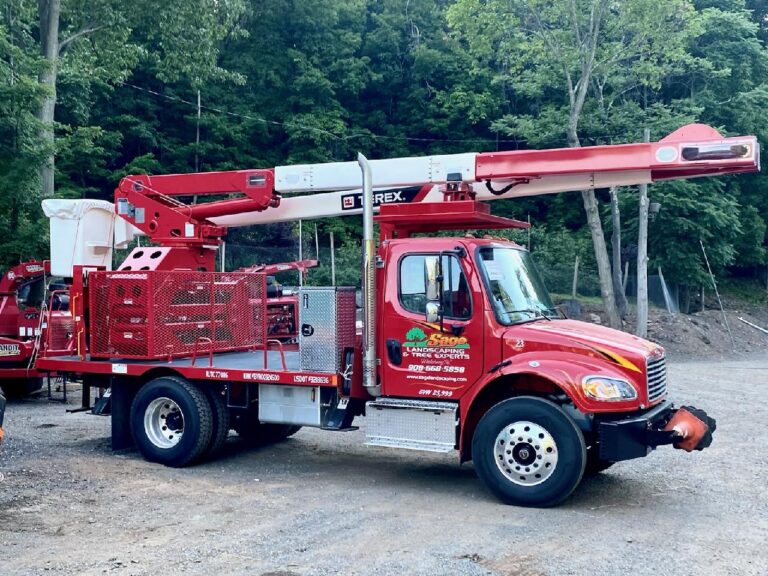 Storm Damage Tree Removal | North Plainfield NJ Tree Service Experts