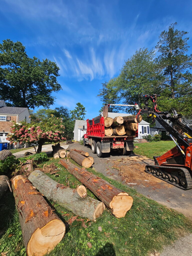 Large tree sections are loaded into the hauling truck as the removal work progresses. Sage Landscaping & Tree Experts